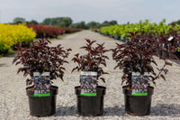 Physocarpus opulifolius PANTHER (PBR)
