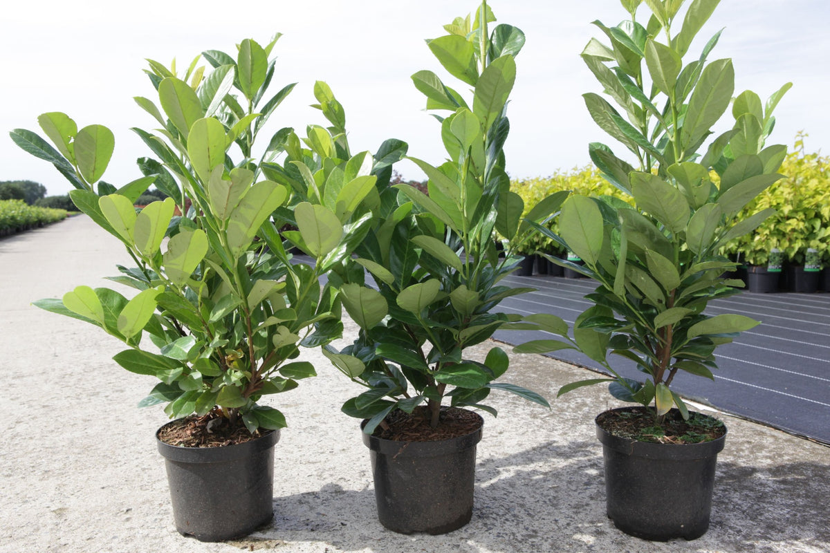 Prunus (L) laurocerasus 'Rotundifolia'