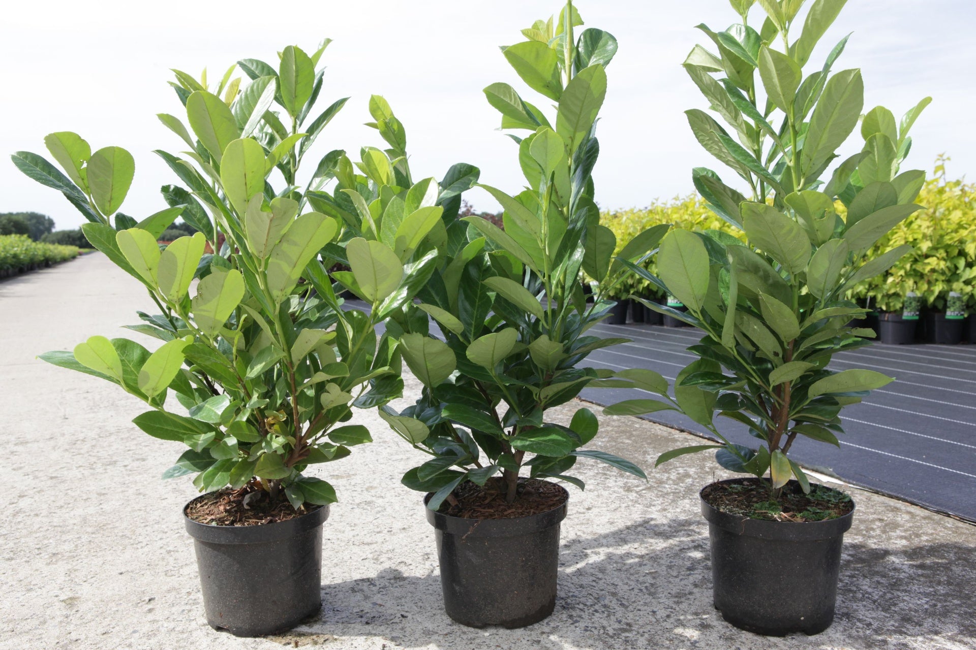 Prunus (L) laurocerasus 'Rotundifolia'
