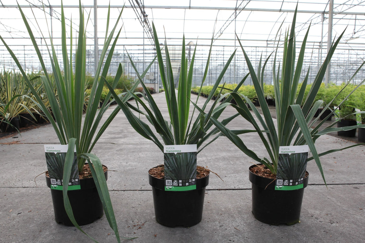 Yucca filamentosa