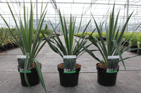 Yucca filamentosa