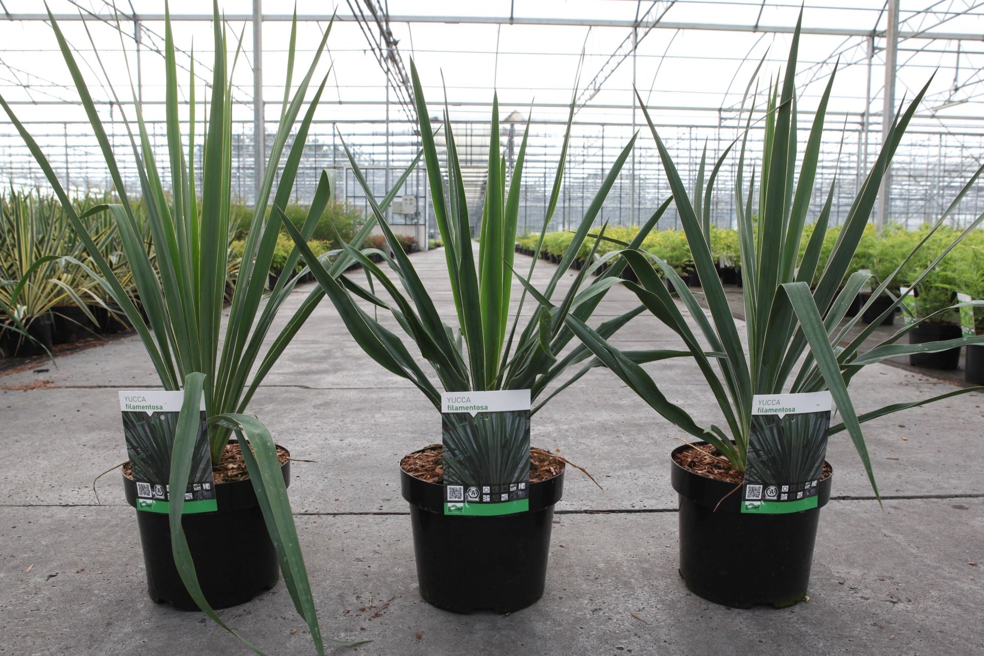 Yucca filamentosa