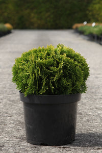 Thuja occidentalis 'Mirjam' (PBR)