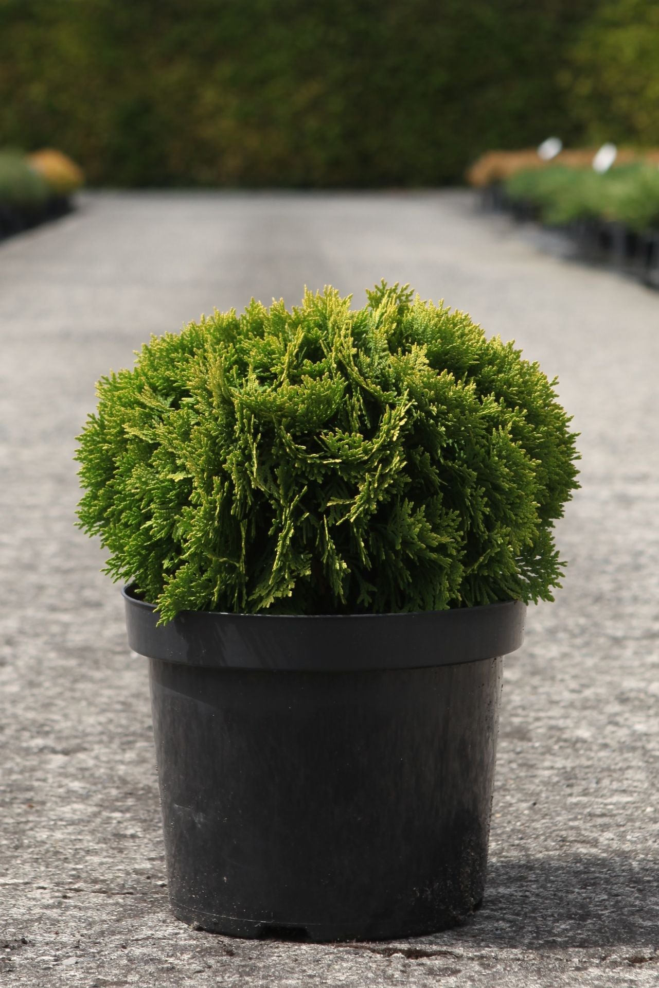 Thuja occidentalis 'Mirjam' (PBR)