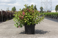 Weigela 'Princess Ayla©'