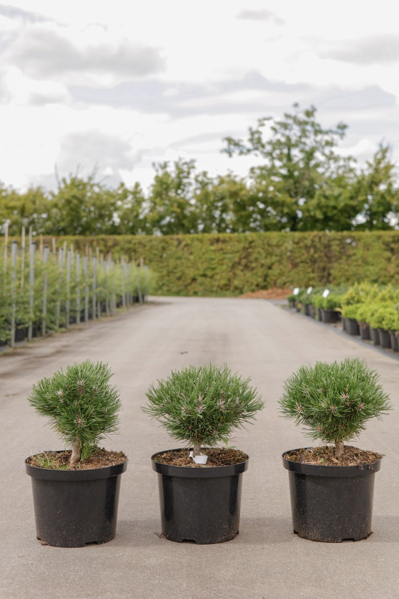 Pinus mugo 'Heideperle'