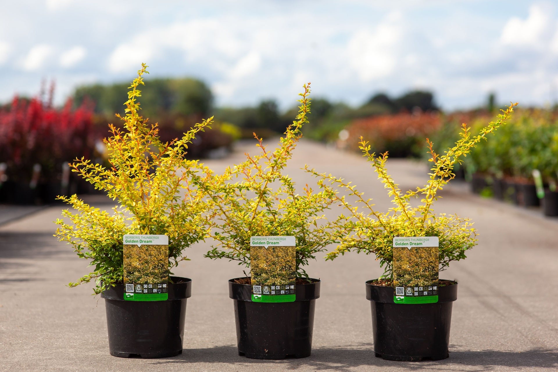 Berberis thunbergii 'Golden Dream' (PBR)
