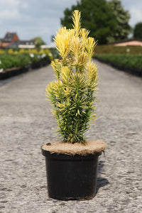 Cephalotaxus harringtonia 'Korean Gold'