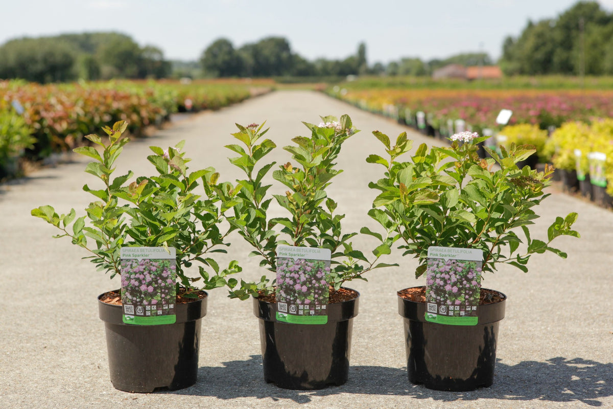 Spiraea betulifolia PINK SPARKLER (PBR)