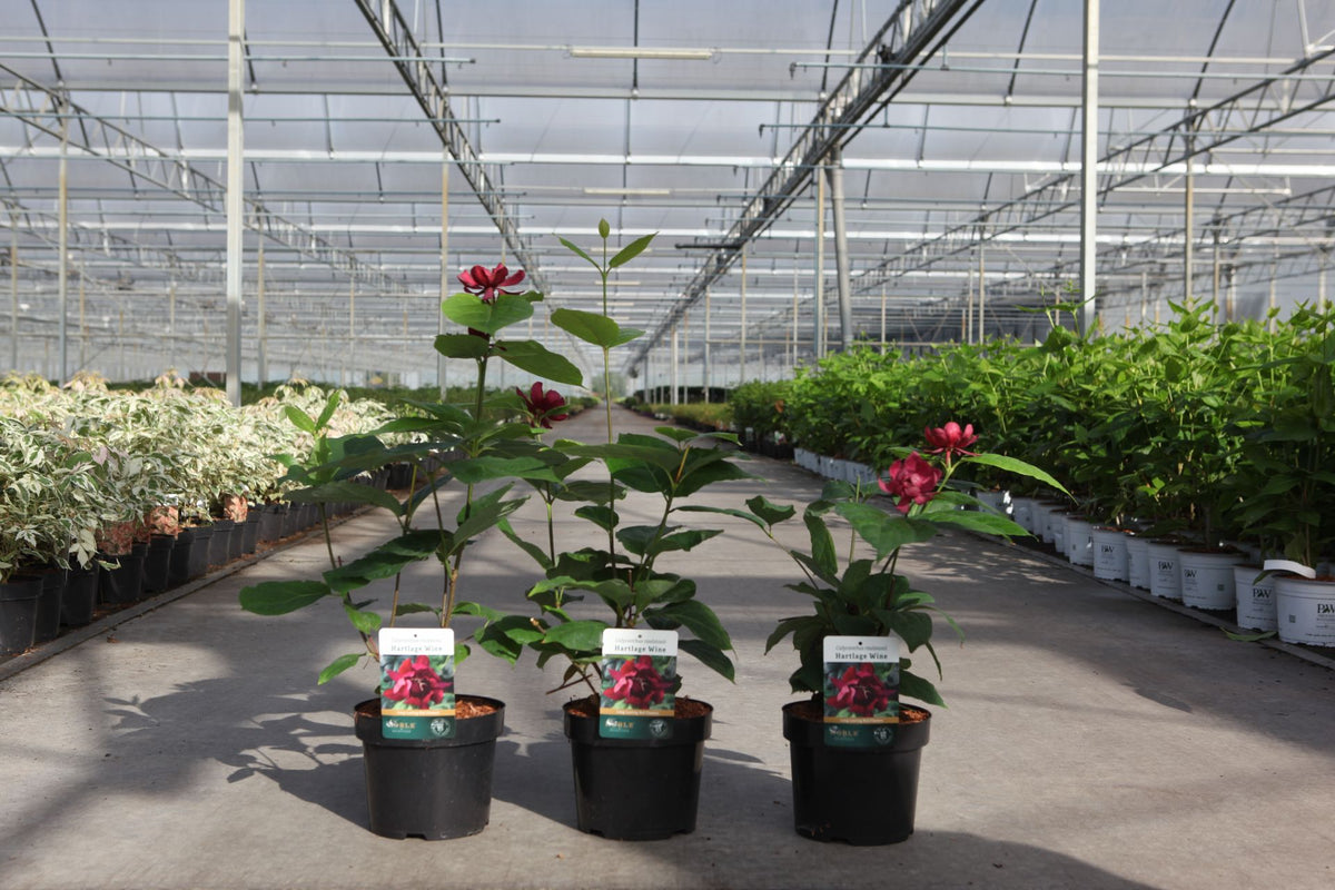 Calycanthus raulstonii 'Hartlage Wine'