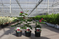 Calycanthus raulstonii 'Hartlage Wine'