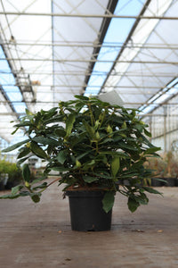 Rhododendron 'Marcel Menard'