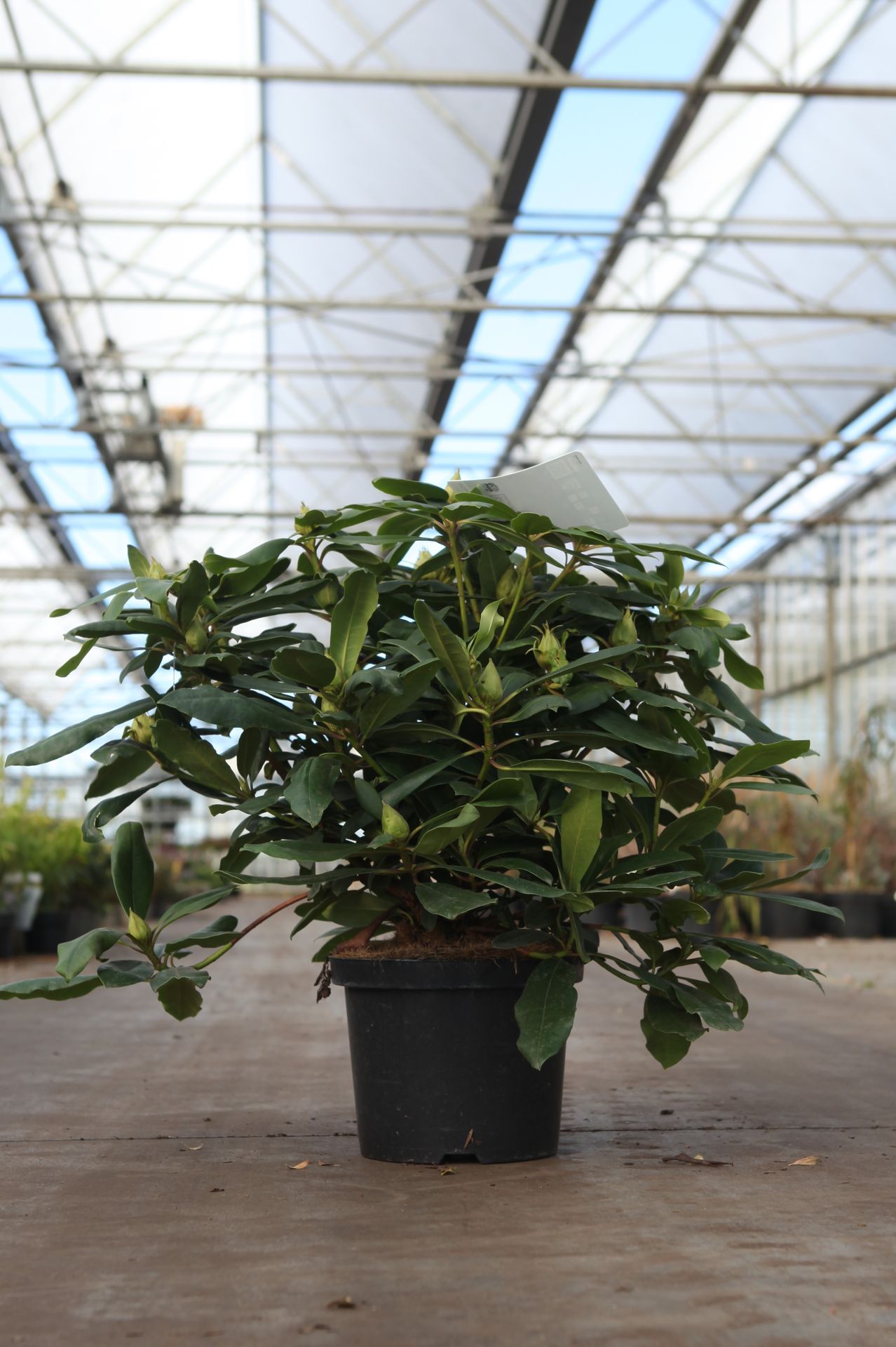 Rhododendron 'Marcel Menard'