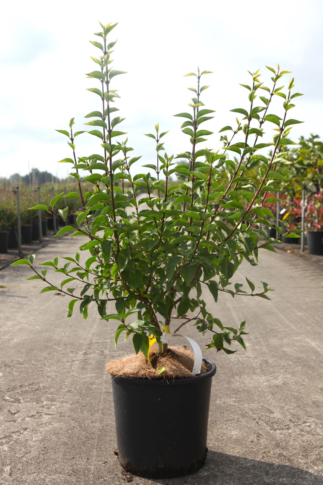 Syringa chinensis 'Saugeana'