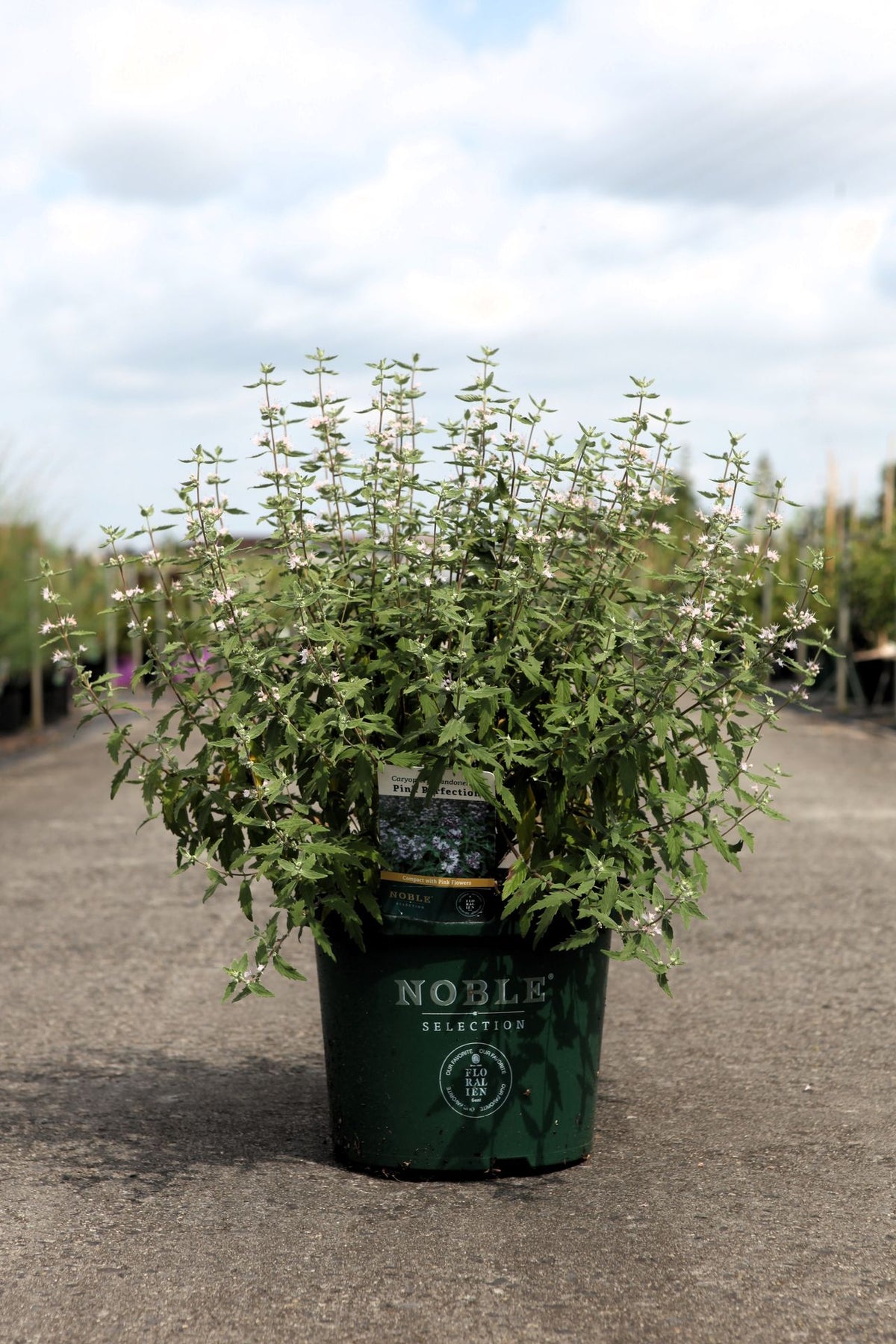 Caryopteris clandonensis PINK PERFECTION© (PBR)
