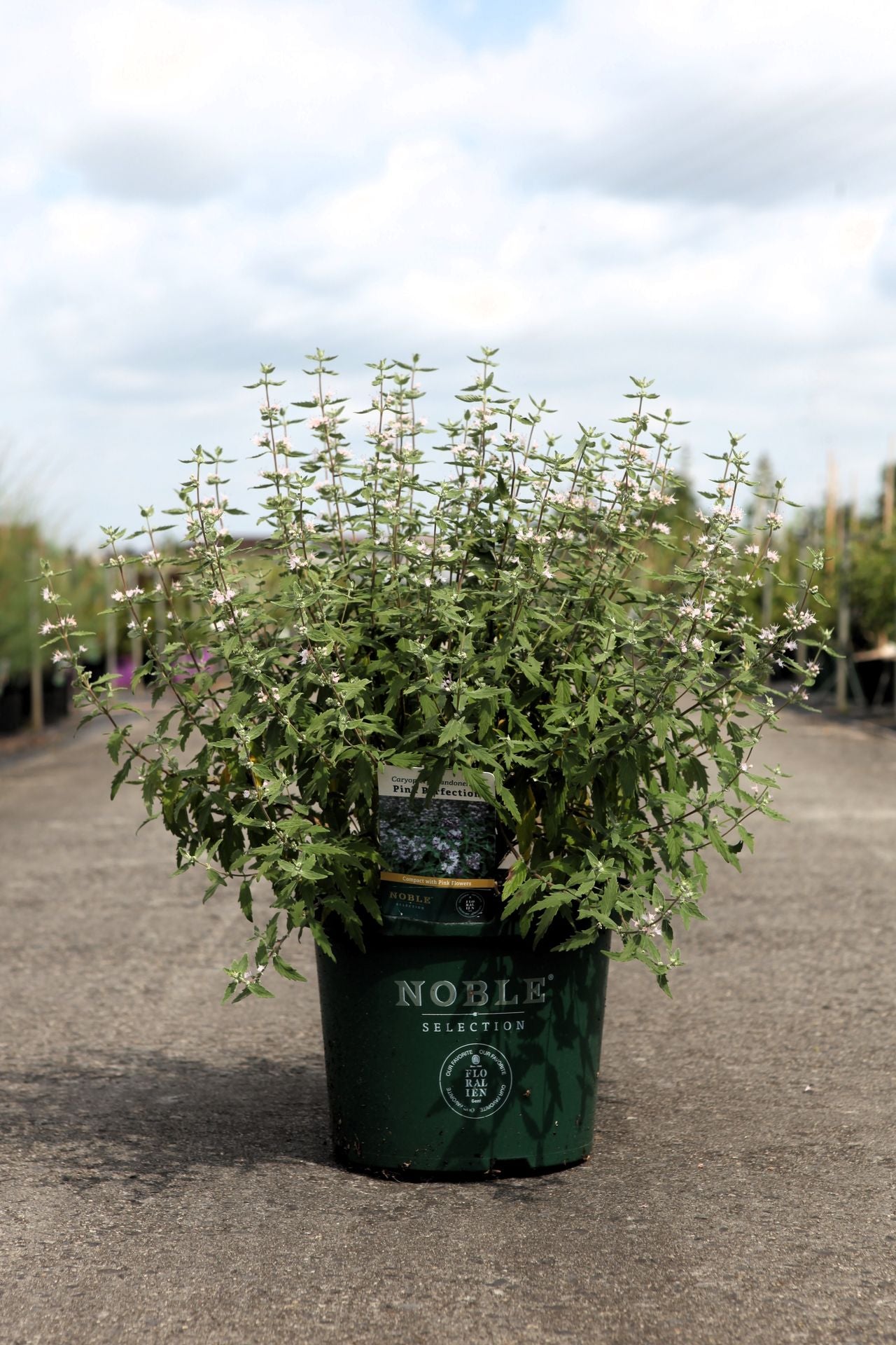 Caryopteris clandonensis PINK PERFECTION© (PBR)