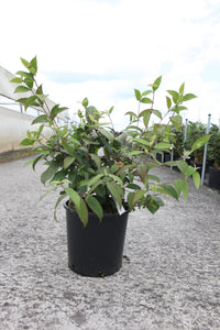 Viburnum plicatum 'Pink Beauty'