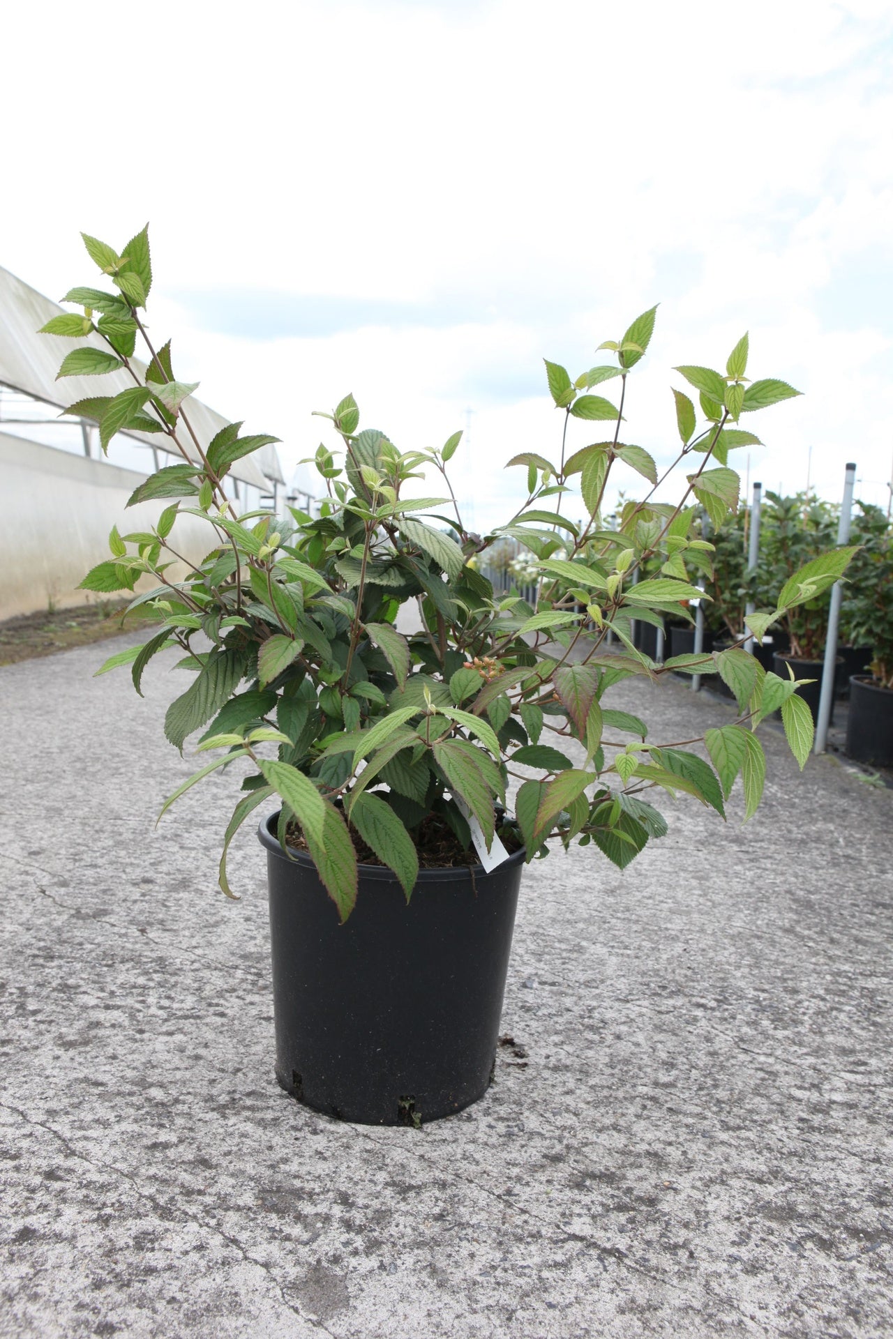 Viburnum plicatum 'Pink Beauty'