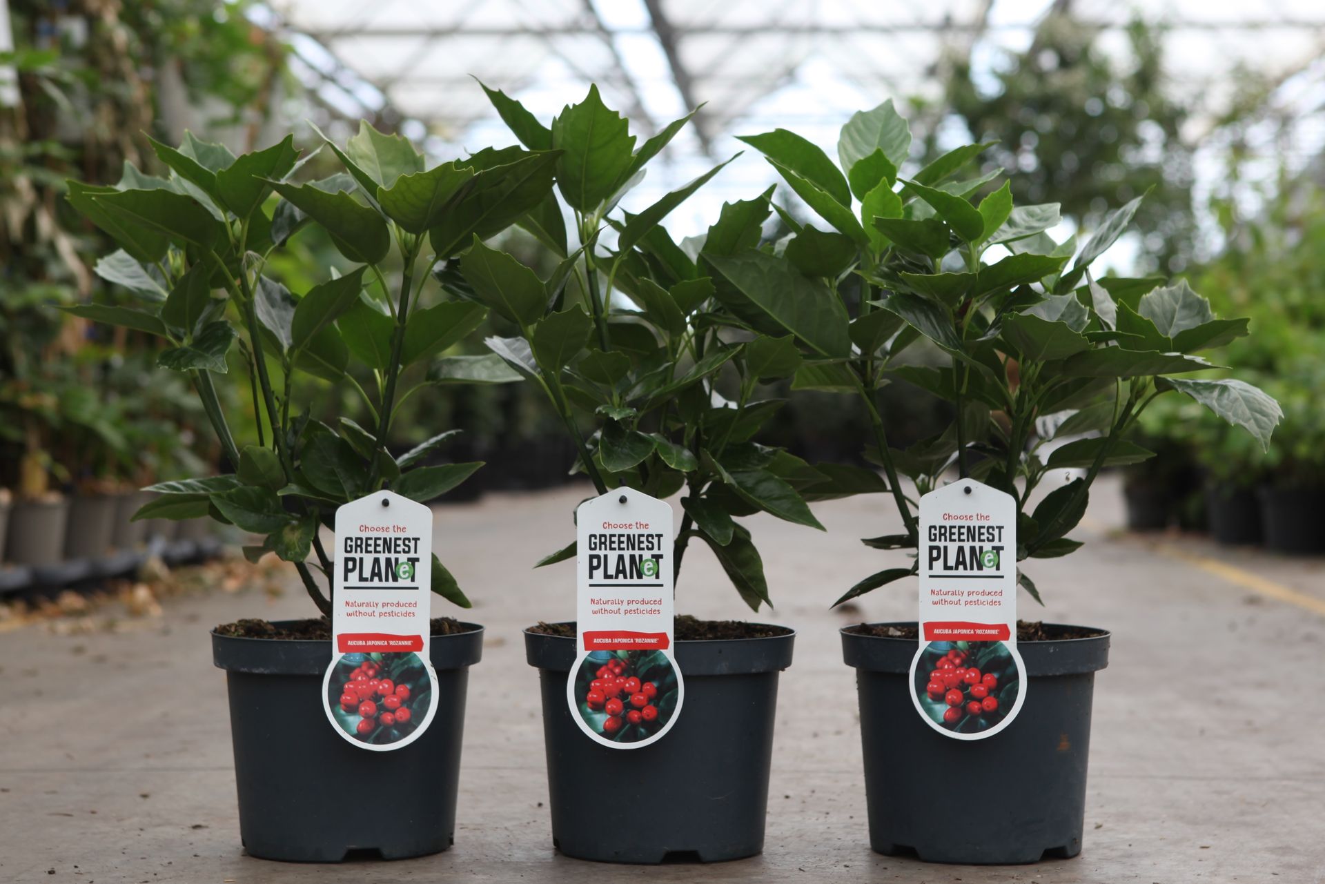 Aucuba japonica 'Rozannie'