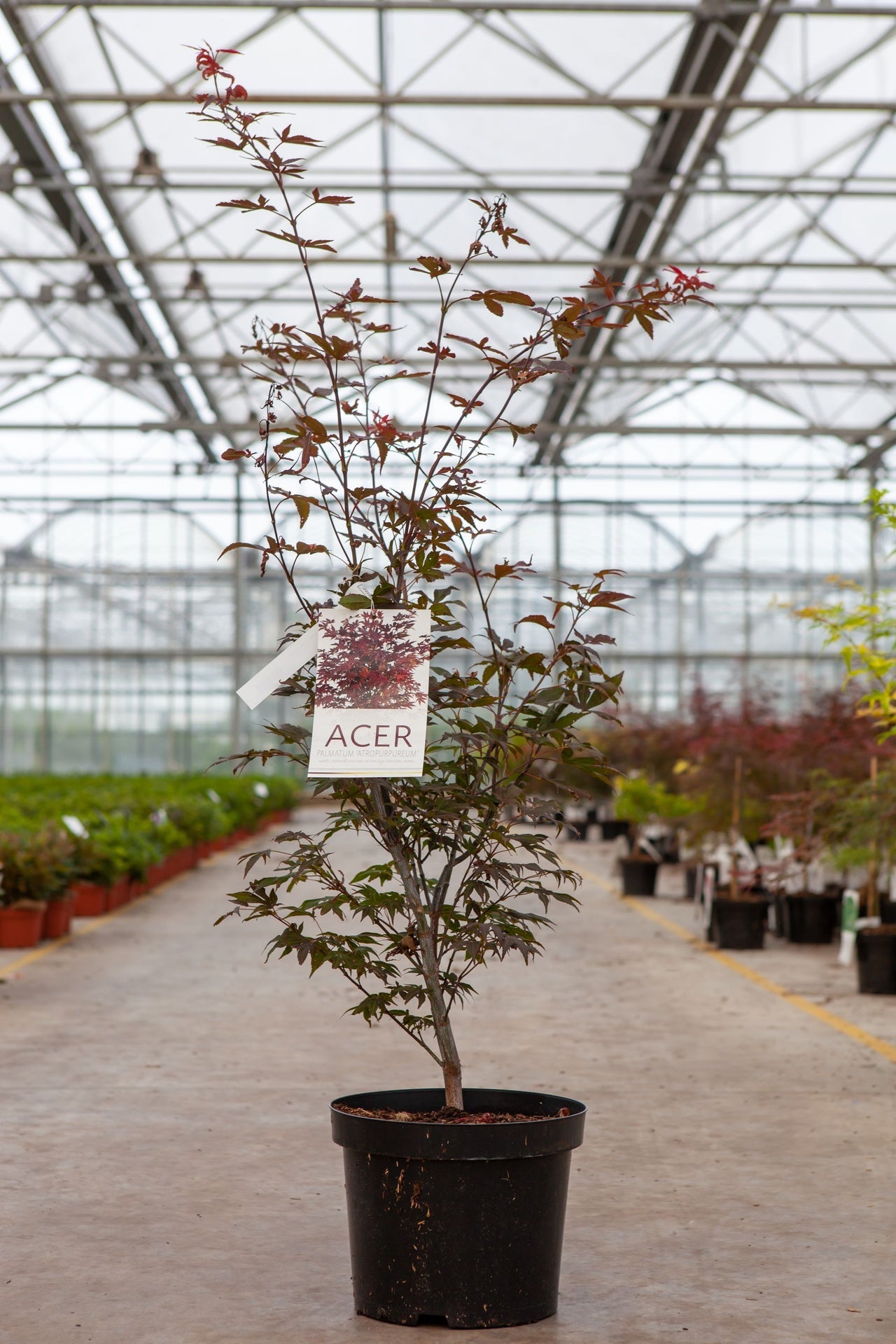 Acer palmatum 'Atropurpureum'