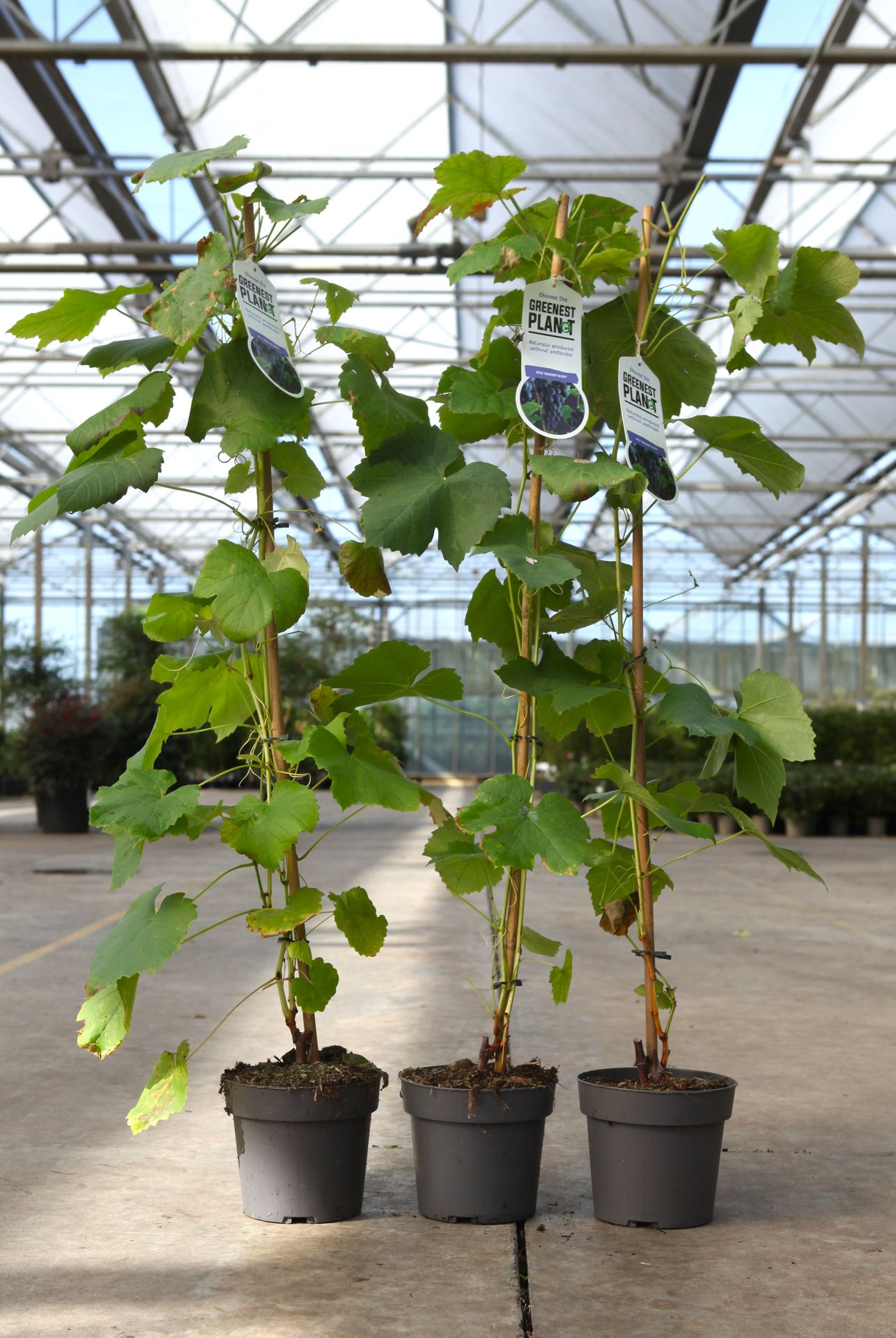 Vitis 'Boskoop Glory'