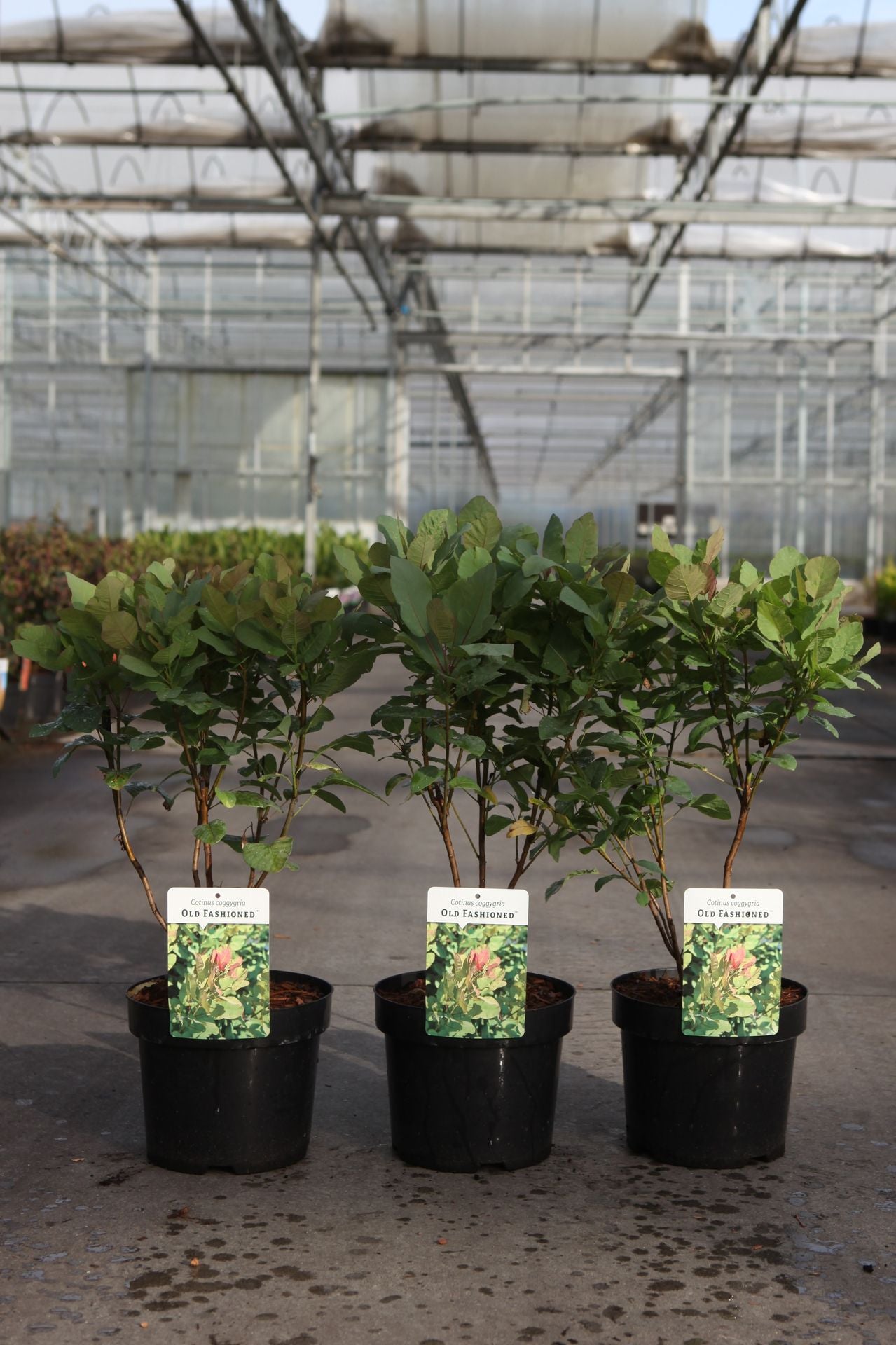 Cotinus coggygria 'Old Fashioned' (PBR)