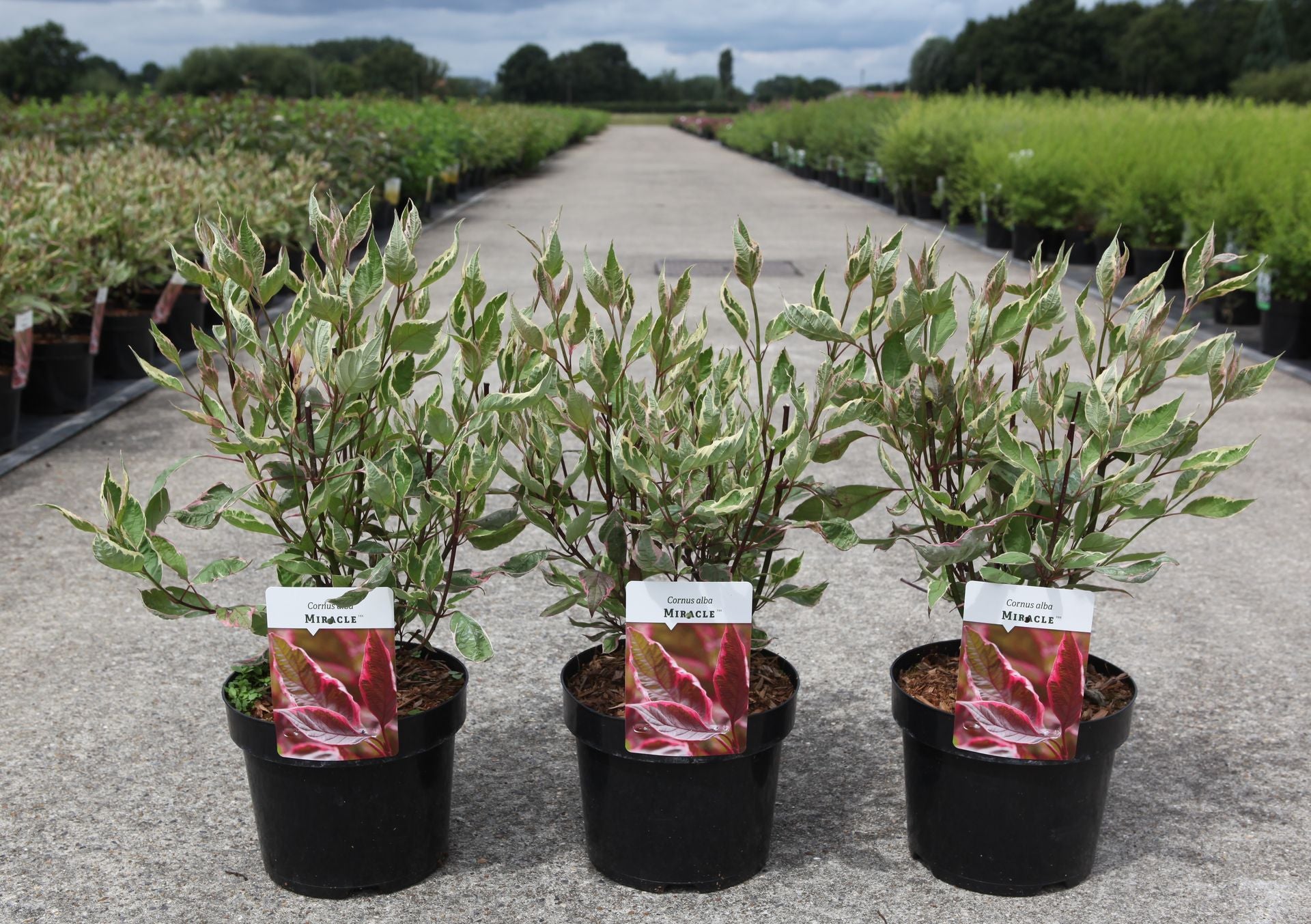 Cornus alba MIRACLE (PBR)