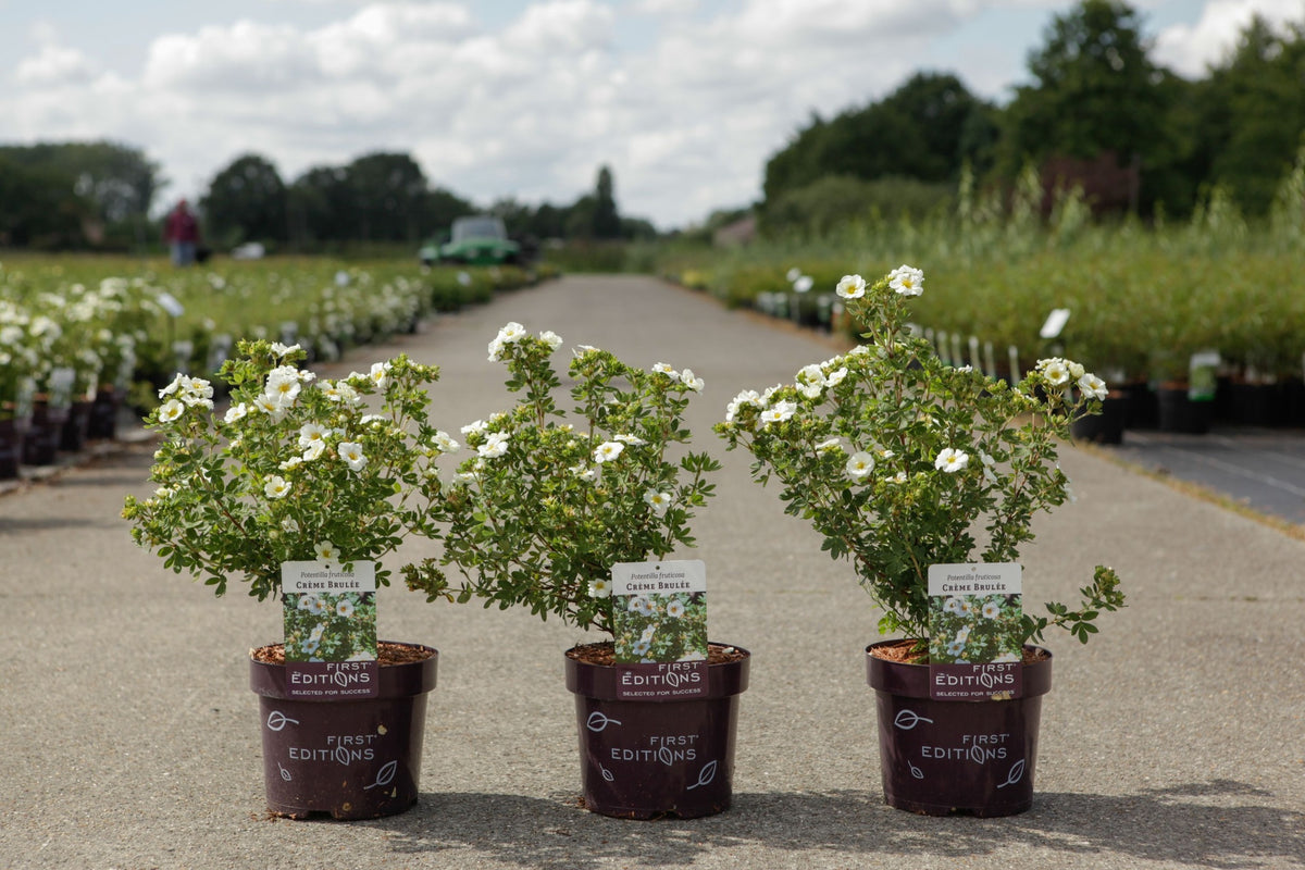 Potentilla fruticosa 'First Editions® Crème Brulée'