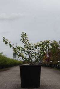 Viburnum plicatum 'Mariesii'