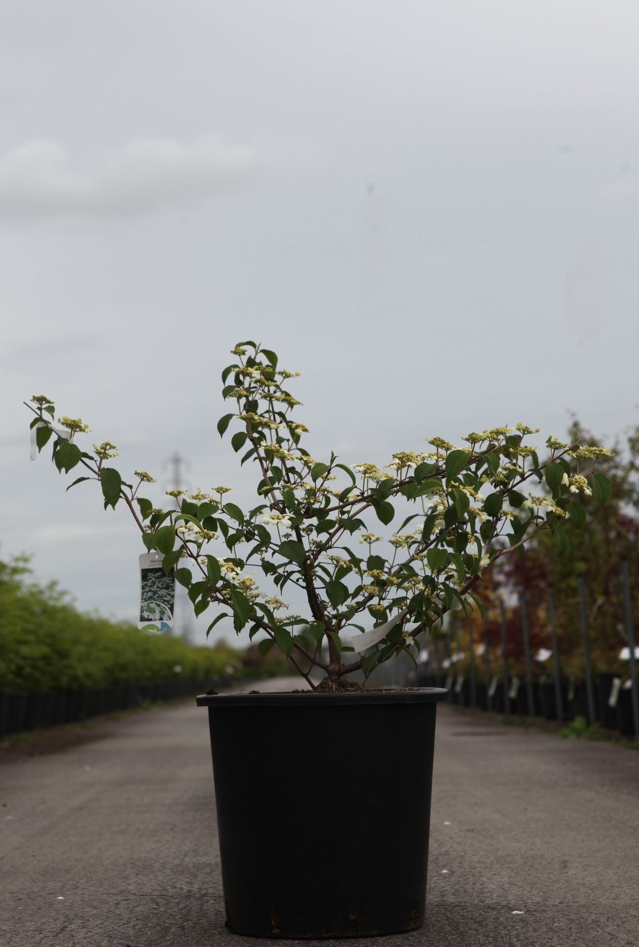 Viburnum plicatum 'Mariesii'