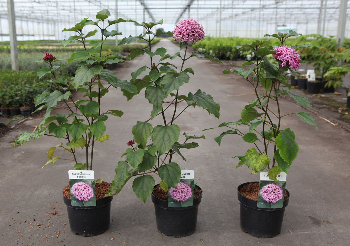 Clerodendrum bungei