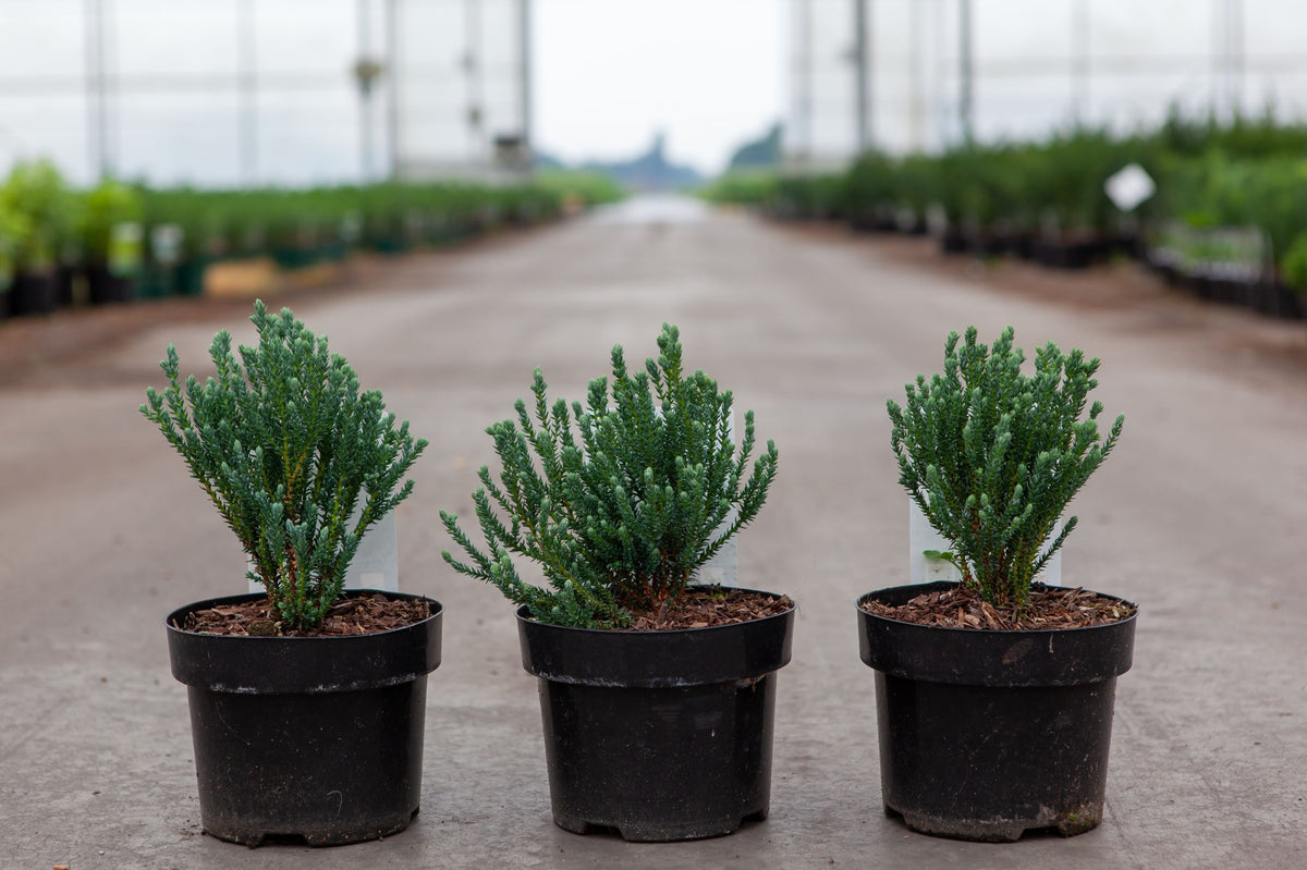Chamaecyparis thyoides 'Blue Rock'
