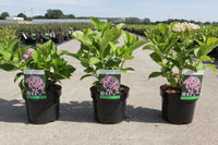 Hydrangea macrophylla ‘Ayesha’ mophead hydrangea in 3.6L pot with cupped pink flowers and fresh green foliage