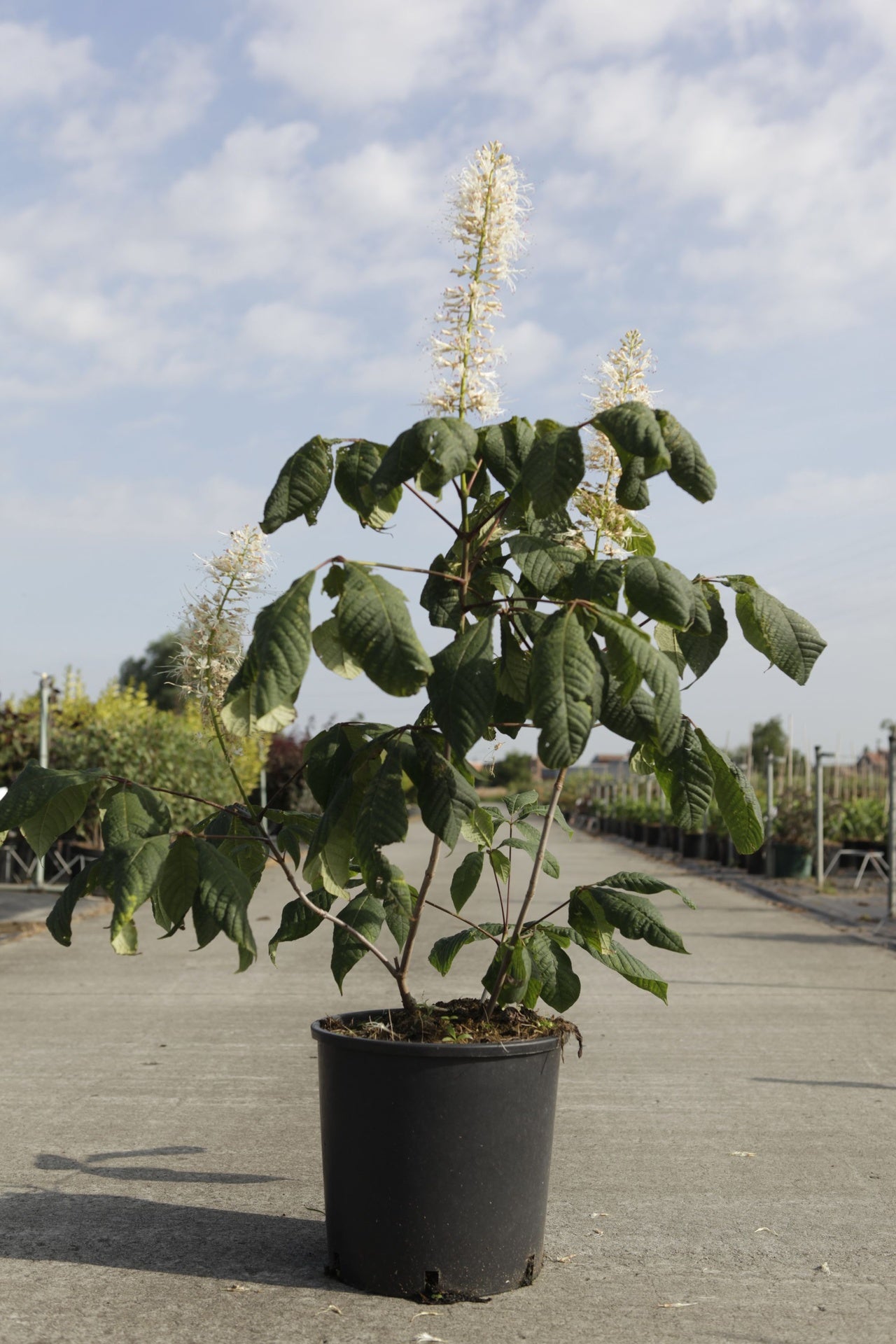 Aesculus parviflora