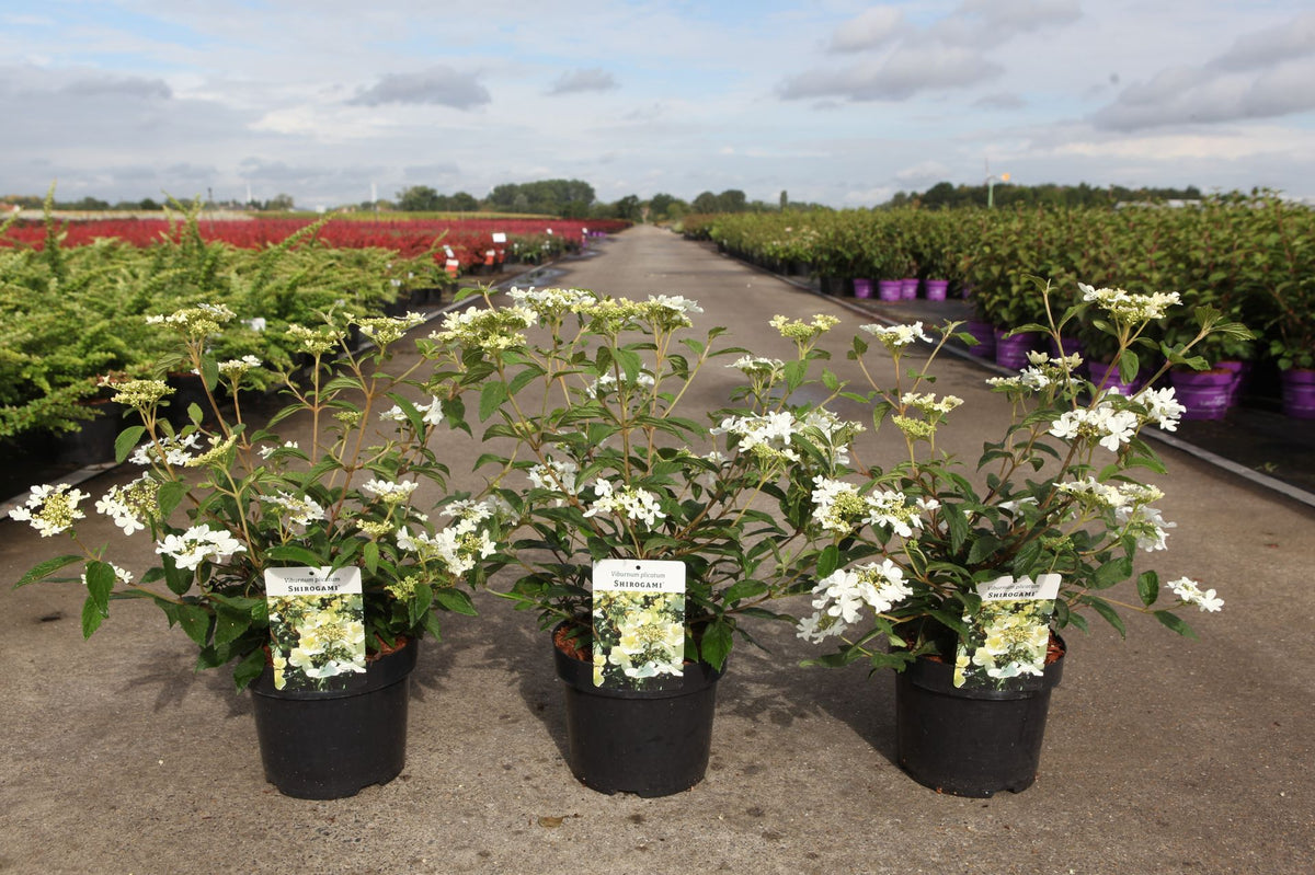 Viburnum plicatum SHIROGAMI (PBR)