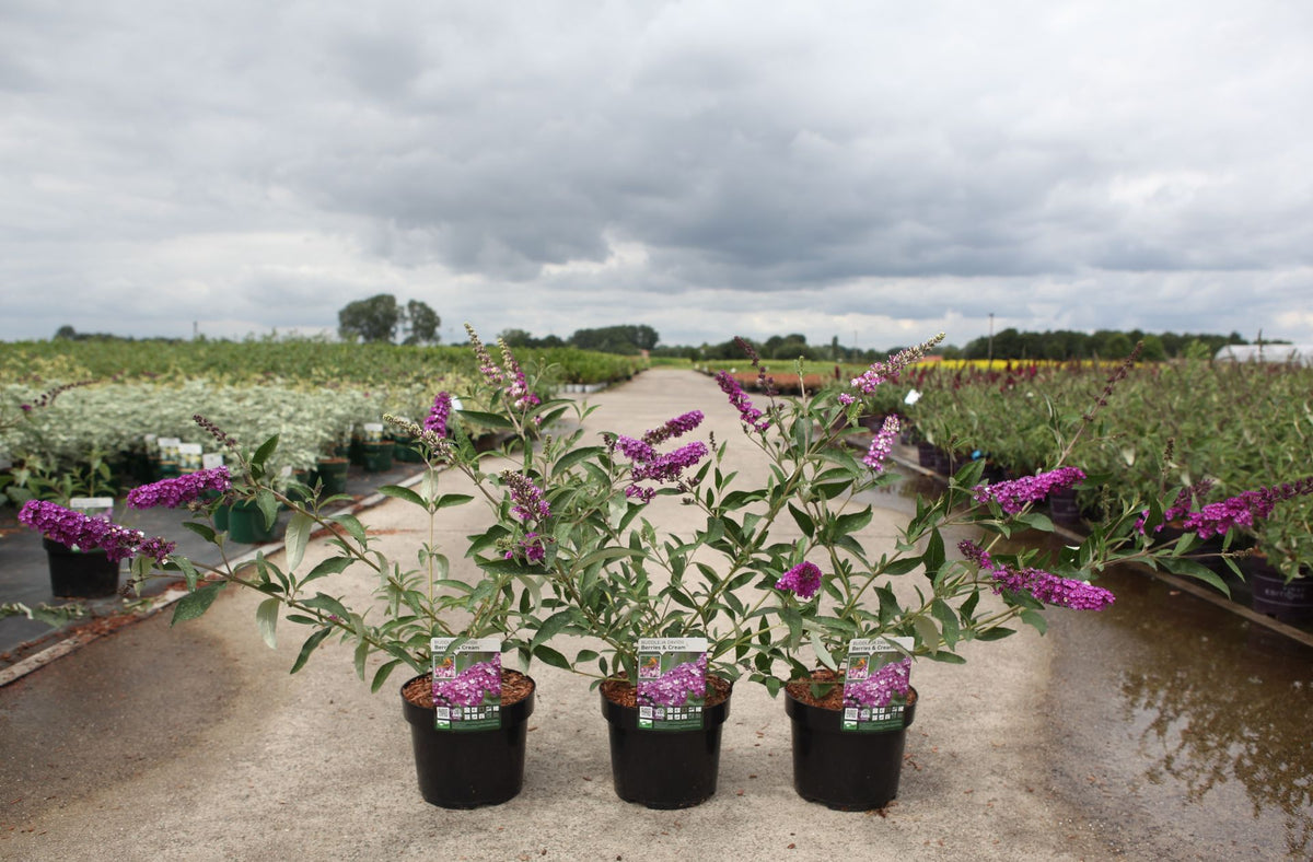 Buddleja davidii BERRIES & CREAM (PBR)