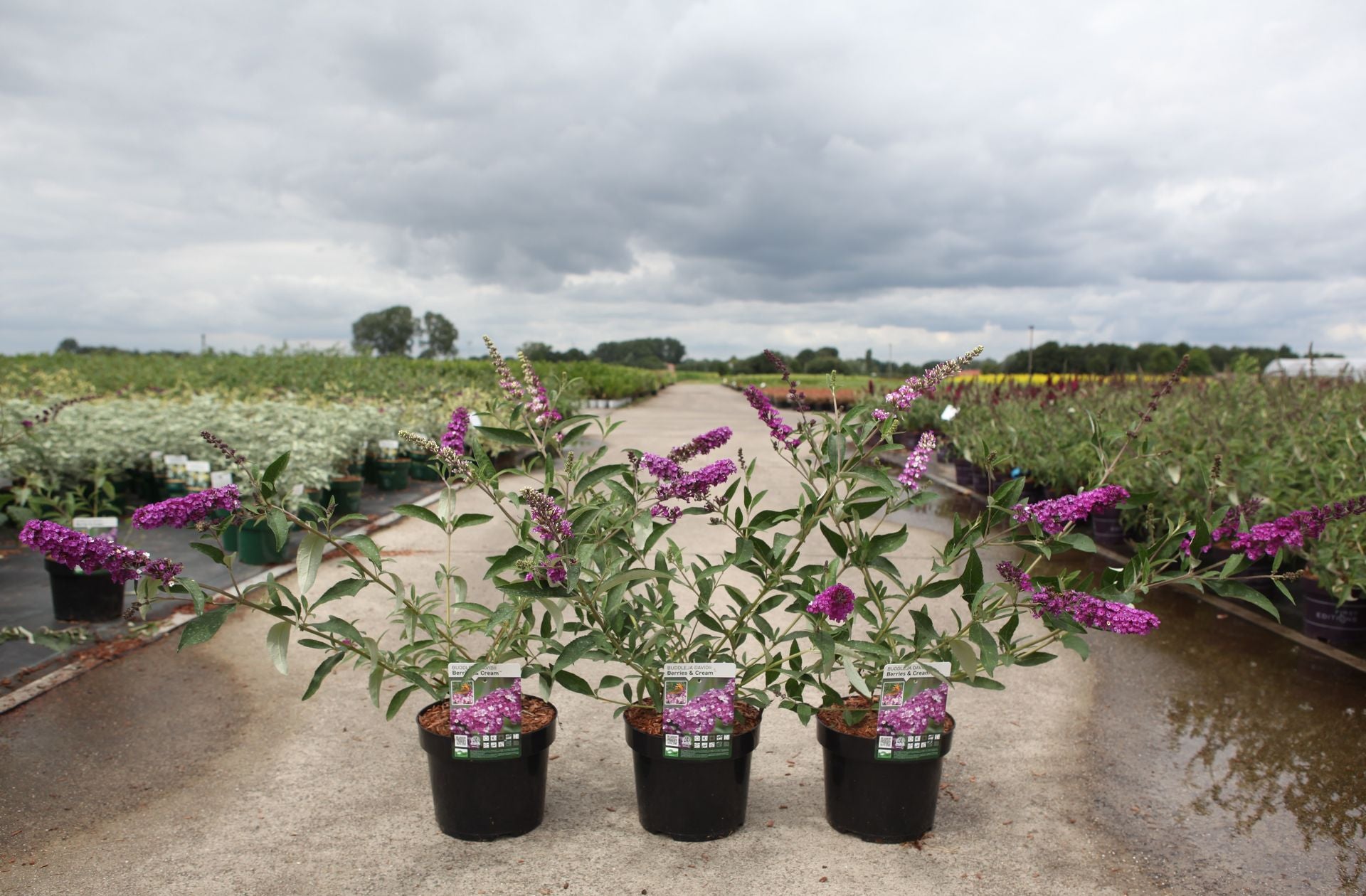 Buddleja davidii BERRIES & CREAM (PBR)