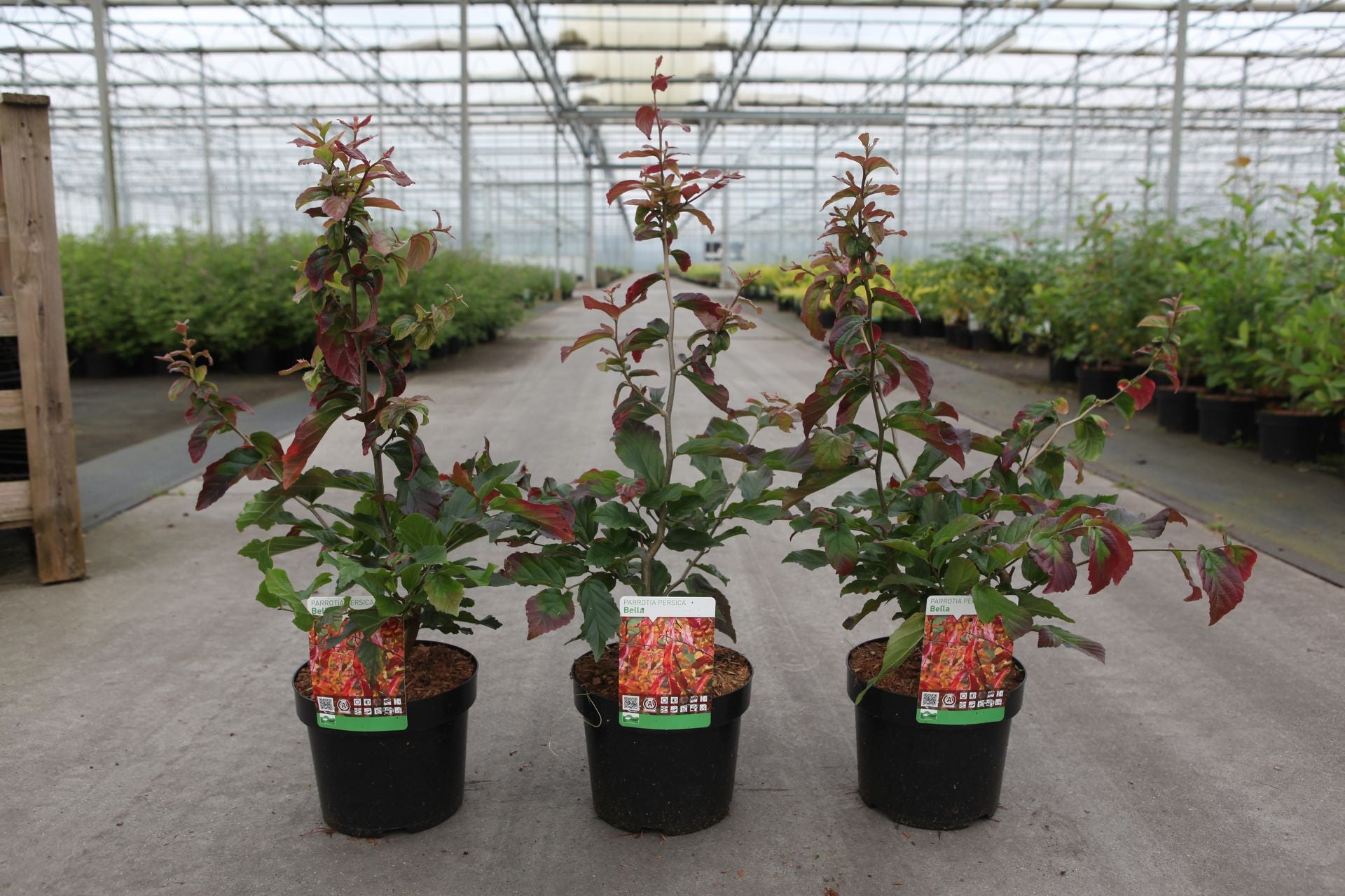 Parrotia persica 'Bella'