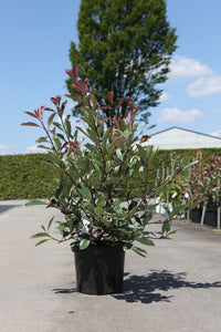 Photinia fraseri LOUISE (PBR)