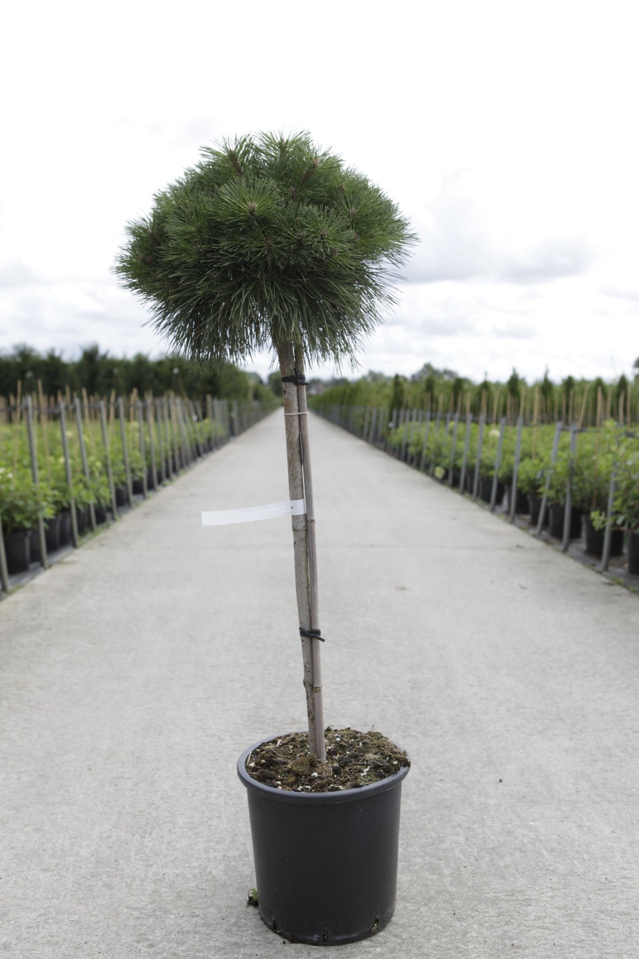 Pinus nigra 'Pierrick Bregeon'