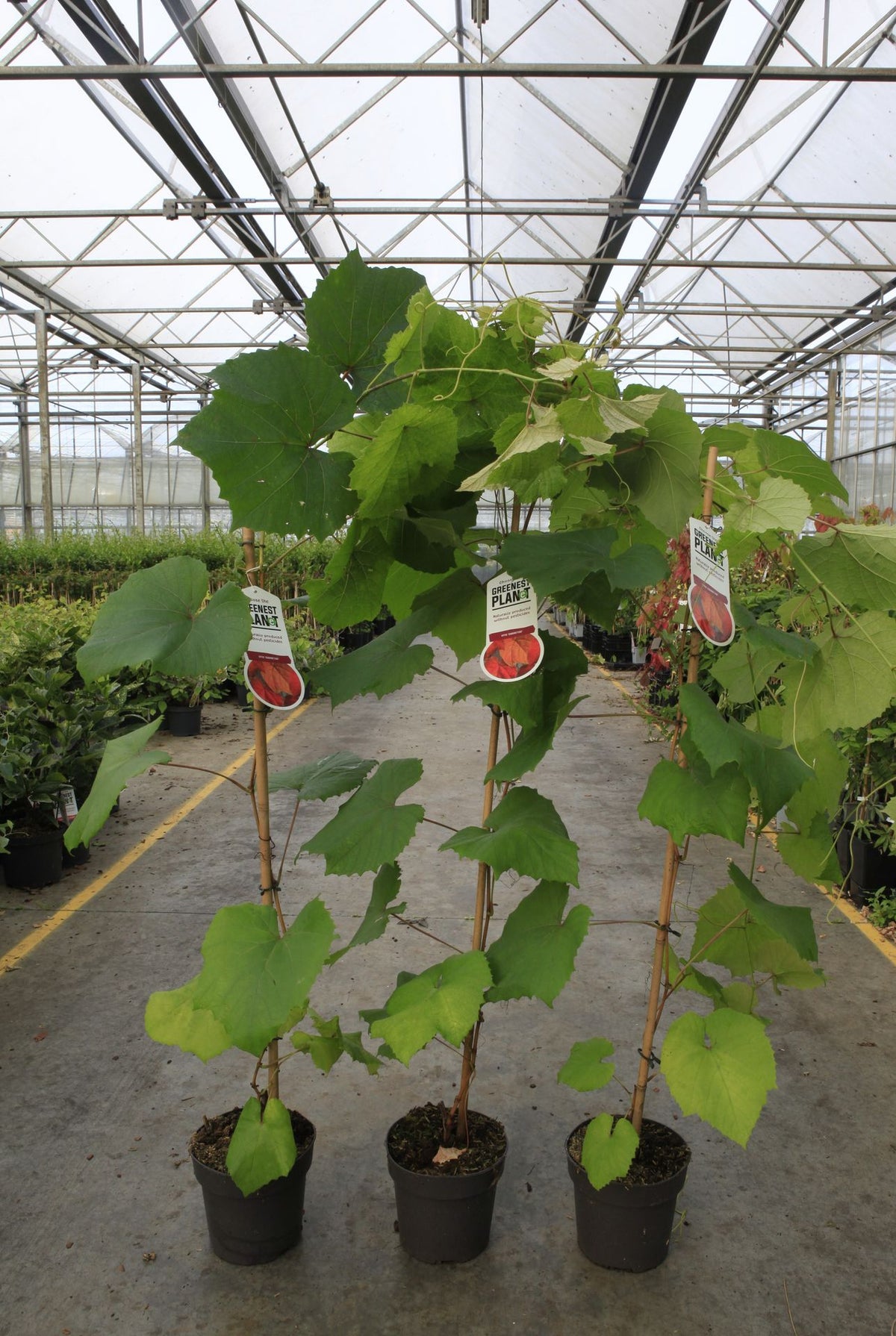 Vitis coignetiae