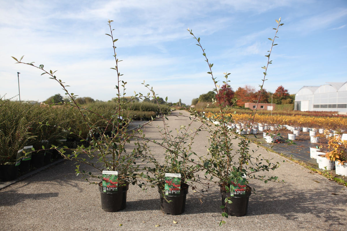 Cotoneaster lacteus