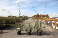 Cotoneaster lacteus
