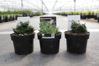 Chamaecyparis obtusa 'Maureen'