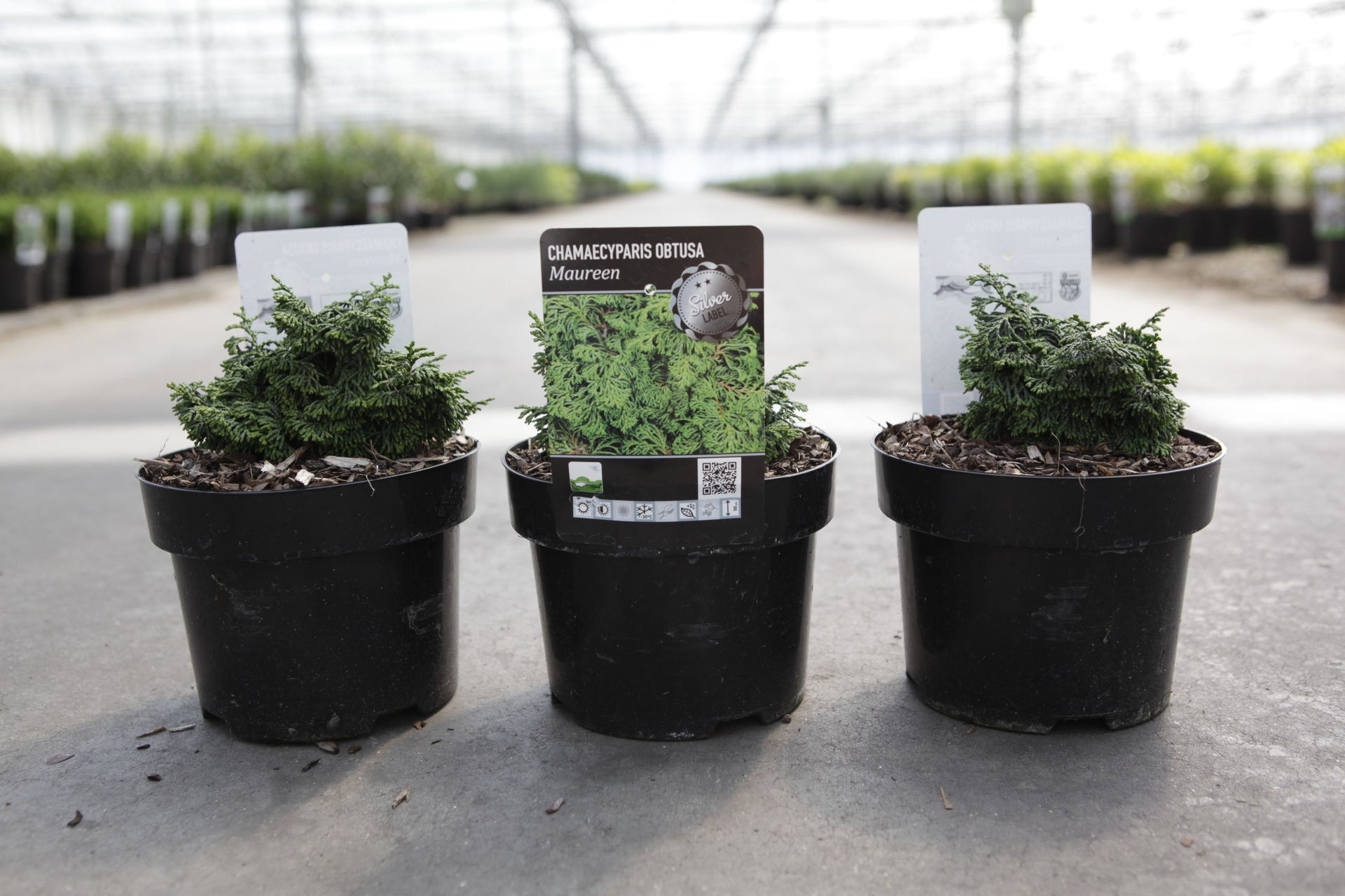 Chamaecyparis obtusa 'Maureen'