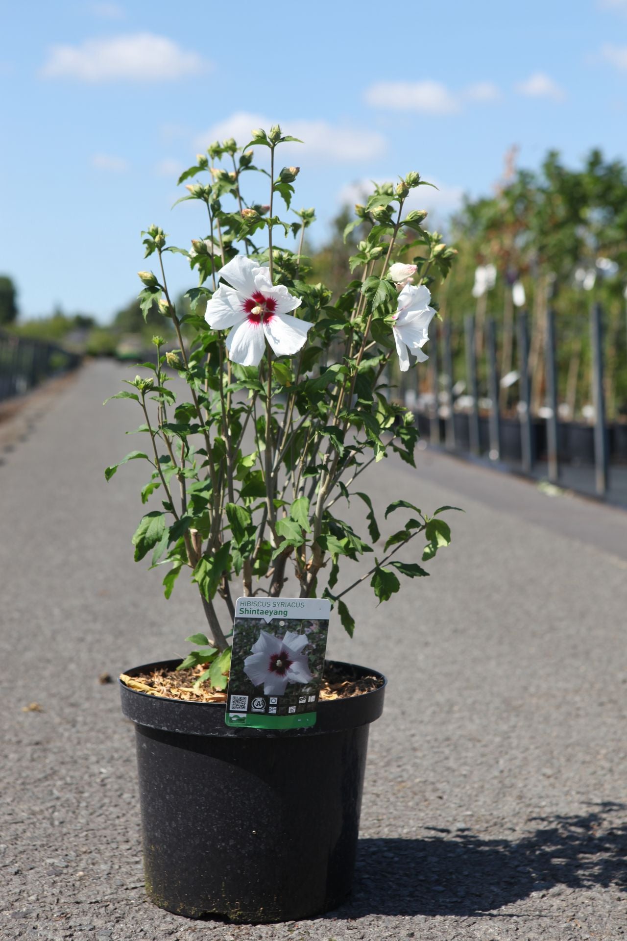 Hibiscus syriacus 'Shintaeyang'