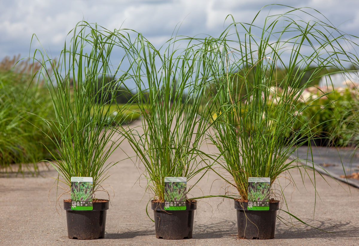 Pennisetum viridescens