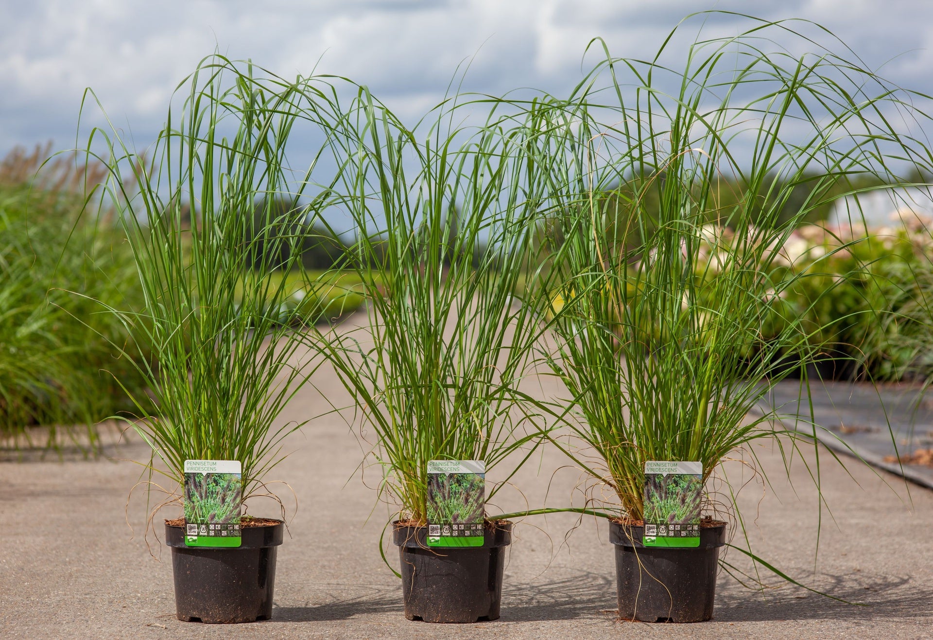 Pennisetum viridescens