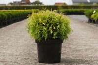 Thuja occidentalis 'Golden Globe'