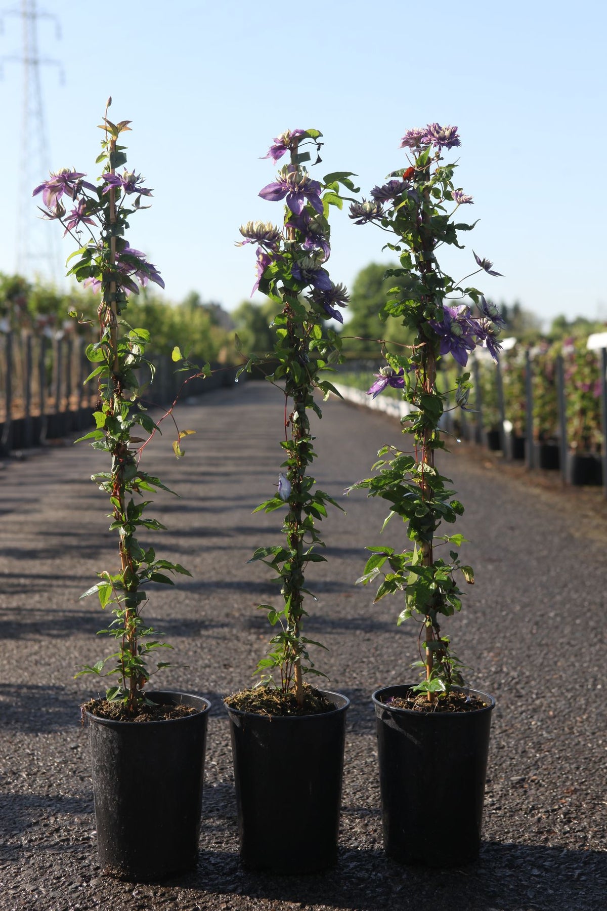 Clematis 'Taiga' (PBR)